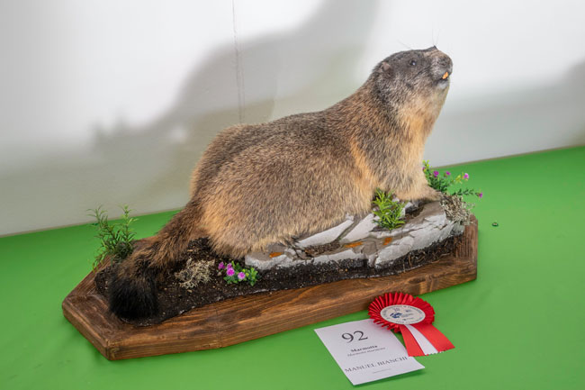 Marmotta